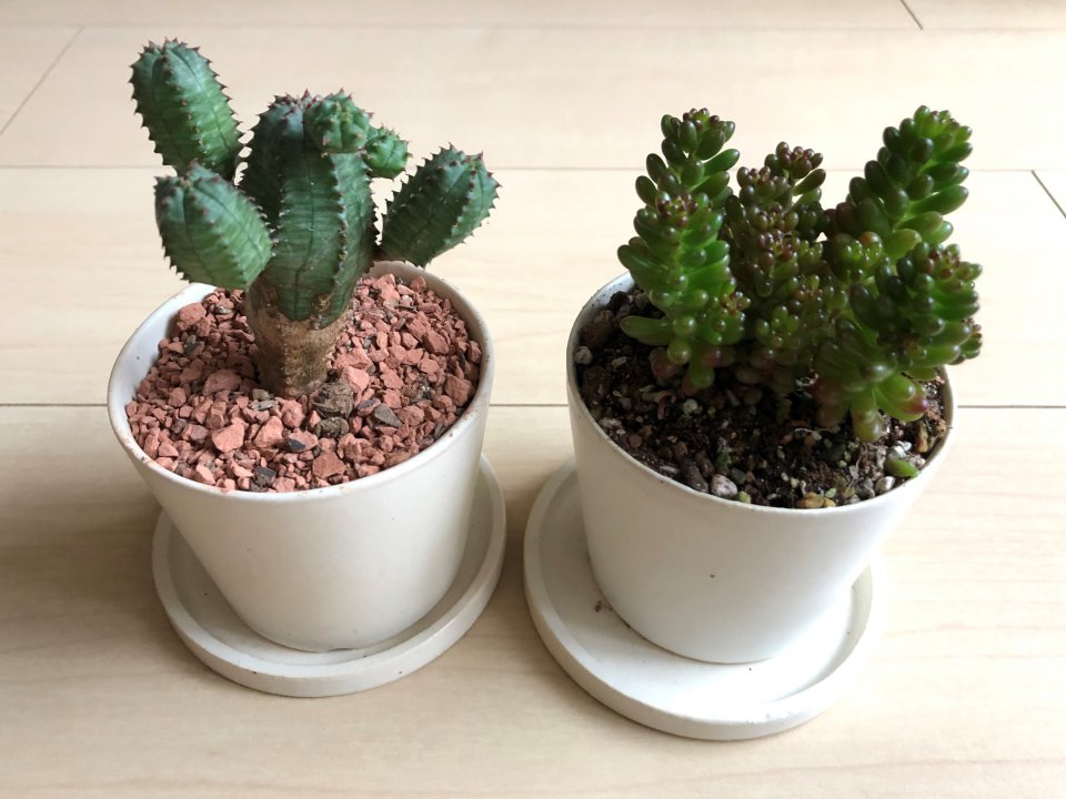 多肉植物♡の画像
